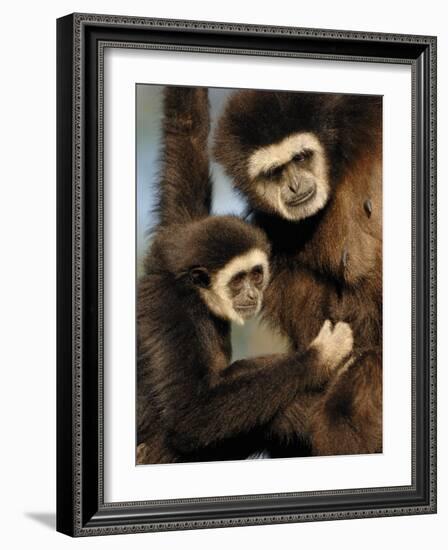 White Handed Gibbon Mother and Young, Endangered, from Se Asia-Eric Baccega-Framed Photographic Print