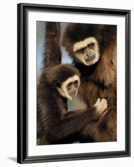 White Handed Gibbon Mother and Young, Endangered, from Se Asia-Eric Baccega-Framed Photographic Print