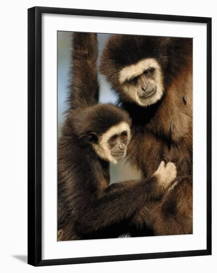 White Handed Gibbon Mother and Young, Endangered, from Se Asia-Eric Baccega-Framed Photographic Print