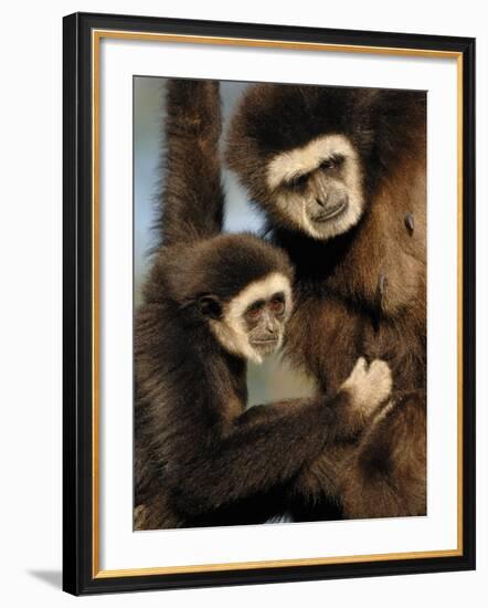 White Handed Gibbon Mother and Young, Endangered, from Se Asia-Eric Baccega-Framed Photographic Print