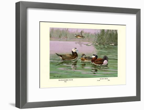 White-Headed and Ruddy Ducks-Allan Brooks-Framed Art Print