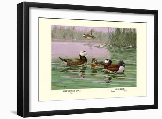 White-Headed and Ruddy Ducks-Allan Brooks-Framed Art Print