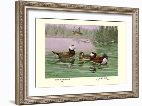 White-Headed and Ruddy Ducks-Allan Brooks-Framed Art Print