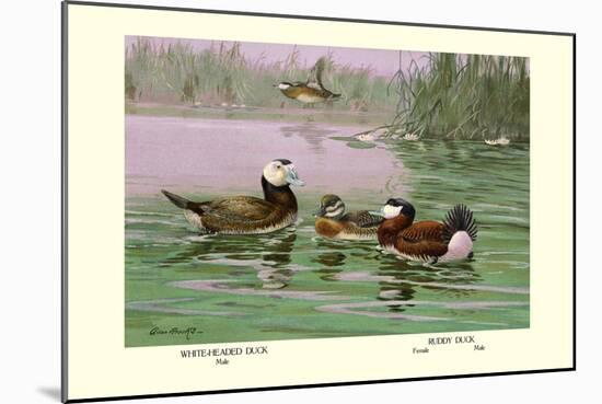 White-Headed and Ruddy Ducks-Allan Brooks-Mounted Art Print