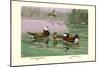 White-Headed and Ruddy Ducks-Allan Brooks-Mounted Art Print