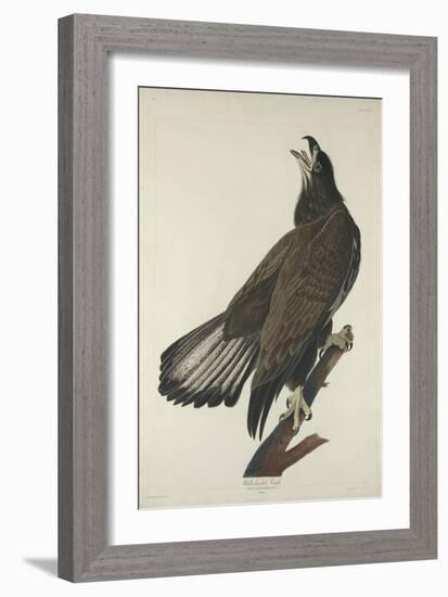 White-Headed Eagle, 1832-John James Audubon-Framed Giclee Print
