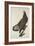 White-Headed Eagle, 1832-John James Audubon-Framed Giclee Print