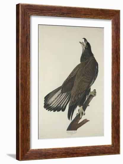 White-Headed Eagle, 1832-John James Audubon-Framed Giclee Print