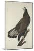 White-Headed Eagle, 1832-John James Audubon-Mounted Giclee Print