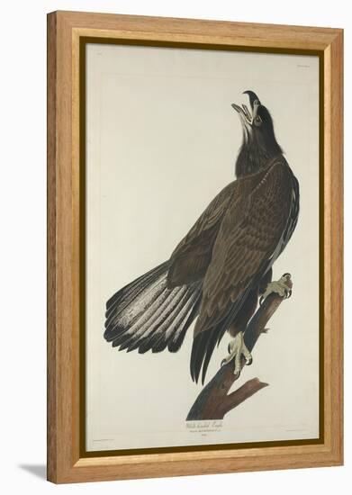 White-Headed Eagle, 1832-John James Audubon-Framed Premier Image Canvas