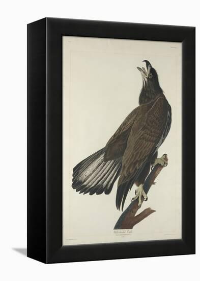 White-Headed Eagle, 1832-John James Audubon-Framed Premier Image Canvas
