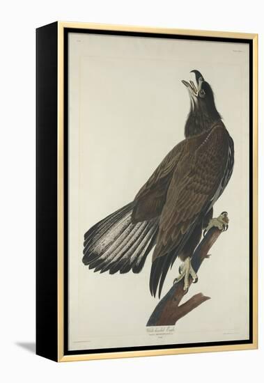 White-Headed Eagle, 1832-John James Audubon-Framed Premier Image Canvas