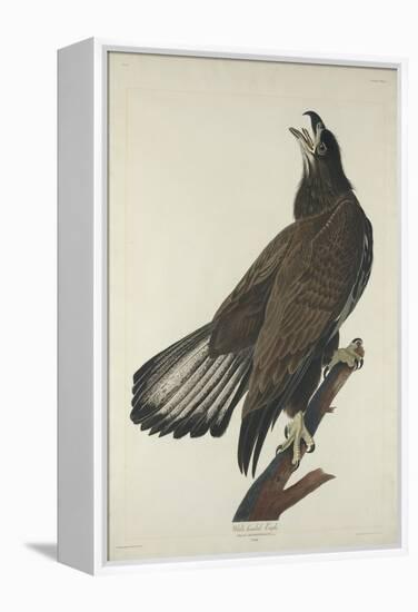 White-Headed Eagle, 1832-John James Audubon-Framed Premier Image Canvas