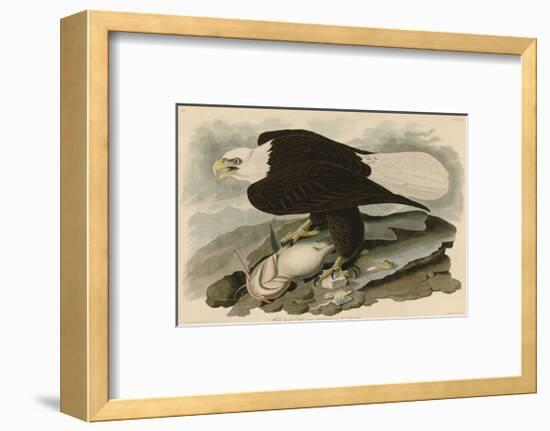 White-Headed Eagle-John James Audubon-Framed Giclee Print