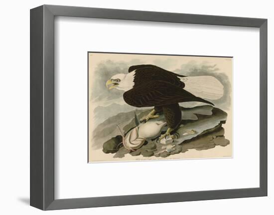 White-Headed Eagle-John James Audubon-Framed Giclee Print