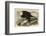 White-Headed Eagle-John James Audubon-Framed Giclee Print