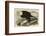 White-Headed Eagle-John James Audubon-Framed Giclee Print