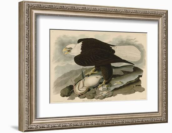 White-Headed Eagle-John James Audubon-Framed Art Print