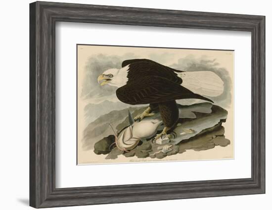 White-Headed Eagle-John James Audubon-Framed Art Print