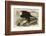 White-Headed Eagle-John James Audubon-Framed Art Print