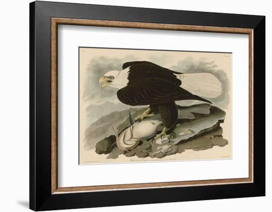 White-Headed Eagle-John James Audubon-Framed Art Print