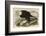 White-Headed Eagle-John James Audubon-Framed Art Print