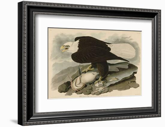 White-Headed Eagle-John James Audubon-Framed Art Print