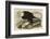 White-Headed Eagle-John James Audubon-Framed Art Print