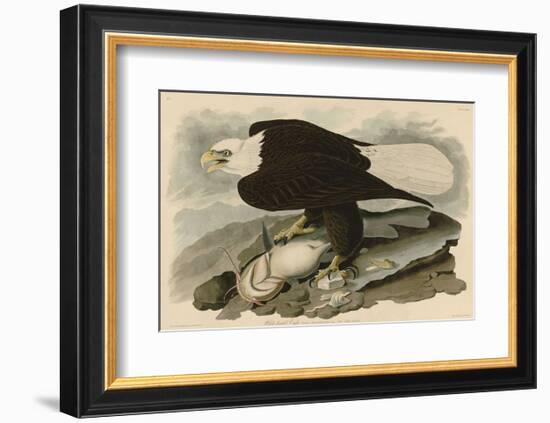 White-Headed Eagle-John James Audubon-Framed Art Print