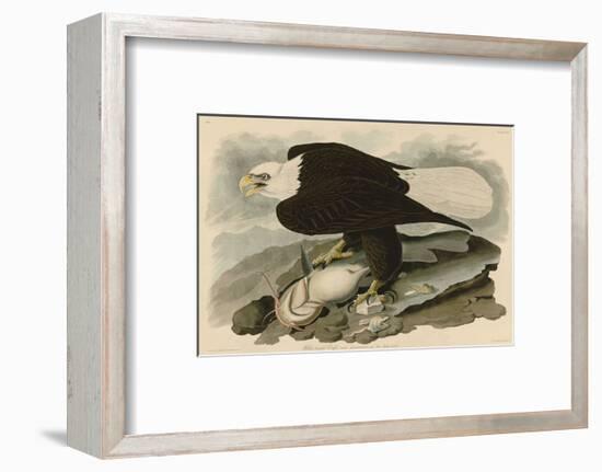 White-Headed Eagle-John James Audubon-Framed Art Print