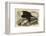White-Headed Eagle-John James Audubon-Framed Art Print