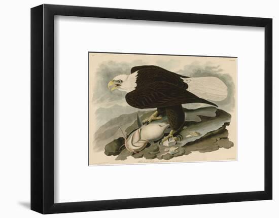 White-Headed Eagle-John James Audubon-Framed Art Print