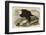 White-Headed Eagle-John James Audubon-Framed Art Print