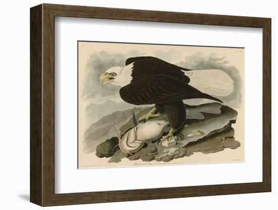 White-Headed Eagle-John James Audubon-Framed Art Print