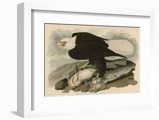 White-Headed Eagle-John James Audubon-Framed Art Print