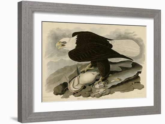 White Headed Eagle-null-Framed Giclee Print