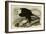 White Headed Eagle-null-Framed Giclee Print