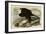 White Headed Eagle-null-Framed Giclee Print