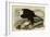 White Headed Eagle-null-Framed Giclee Print