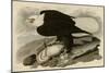 White Headed Eagle-null-Mounted Giclee Print