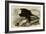 White Headed Eagle-null-Framed Giclee Print