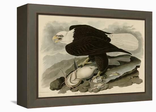 White Headed Eagle-null-Framed Premier Image Canvas