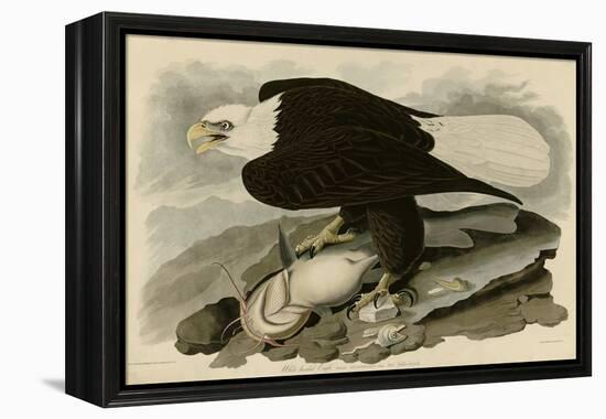 White Headed Eagle-null-Framed Premier Image Canvas