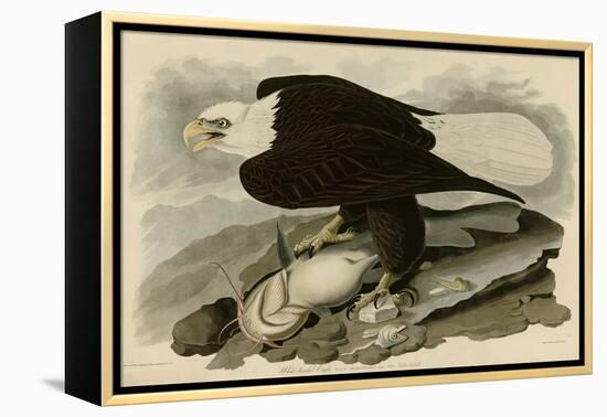 White Headed Eagle-null-Framed Premier Image Canvas