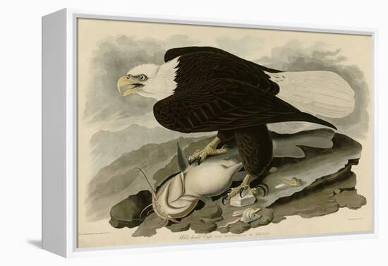 White Headed Eagle-null-Framed Premier Image Canvas