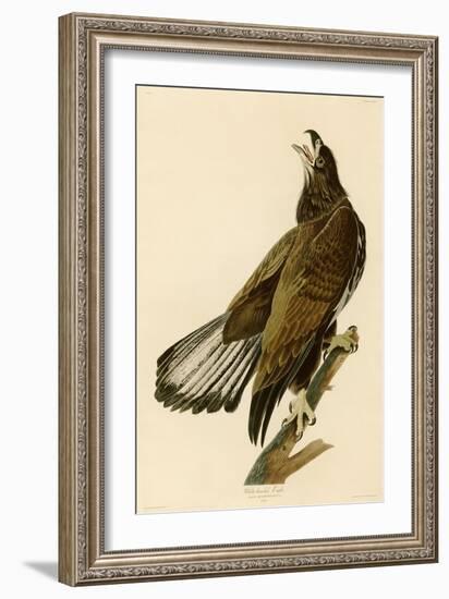 White-Headed Eagle-John James Audubon-Framed Giclee Print