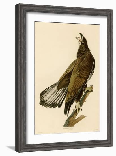 White-Headed Eagle-John James Audubon-Framed Giclee Print