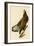 White-Headed Eagle-John James Audubon-Framed Giclee Print