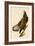 White-Headed Eagle-John James Audubon-Framed Giclee Print