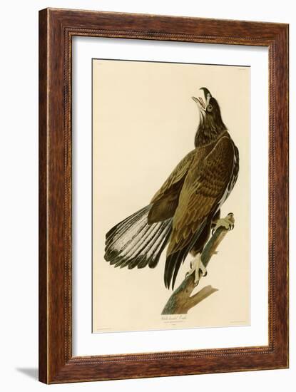 White-Headed Eagle-John James Audubon-Framed Giclee Print